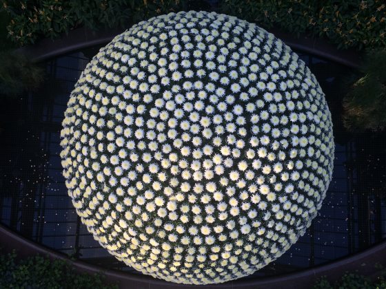 A striking top-down view shows a massive, perfectly spherical Chrysanthemum.